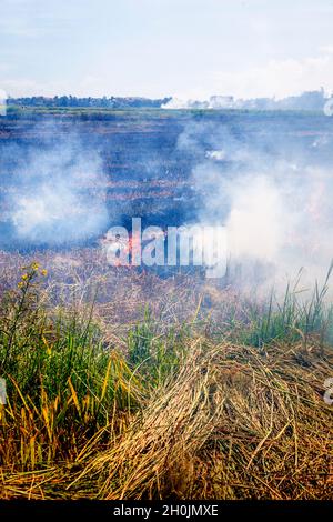 Rice Field after rice harvest burns using slash and burn techniques. Stock Photo