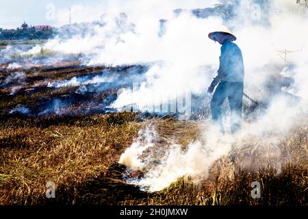 Hoi An Rice farmer turns to look as his field burns and the wind blows the smoke down wind. Stock Photo