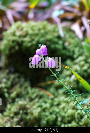 close up of a St. Dabeoc's heath (Daboecia cantabrica) a small genus of flowering plants in the family Ericaceae Stock Photo