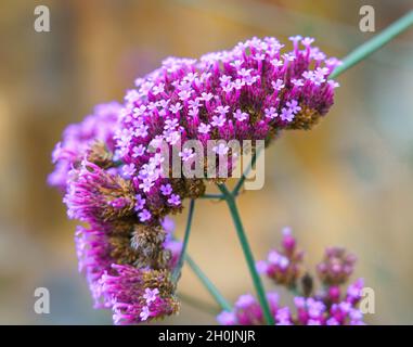 Verbena Bonariensis the purpletop verbena or Argentinian Vervain Stock Photo