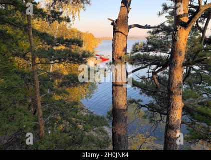 Mixed autumn forest of beautiful pine and birch trees on the coast of a lake in a sunny autumn day. Huge old pines, birches with lake in autumn time Stock Photo