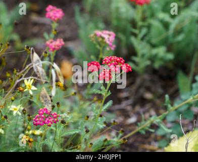 close up of Vervain also known as verbena, Verbena officinalis, and herb of the cross (Verbena) Stock Photo