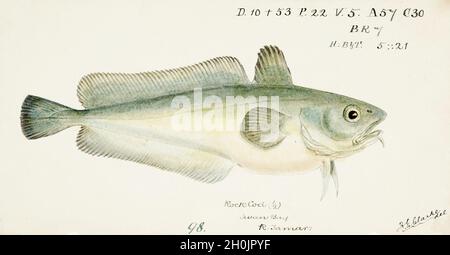 Frank Edward Clarke vintage fish illustration - Rock Cod Stock Photo