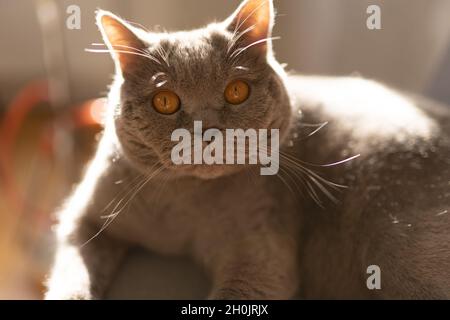 British Cat Lying on Chair in Sun, Cozy Cat taking Sun Bath. Cute Cat Resting Stock Photo