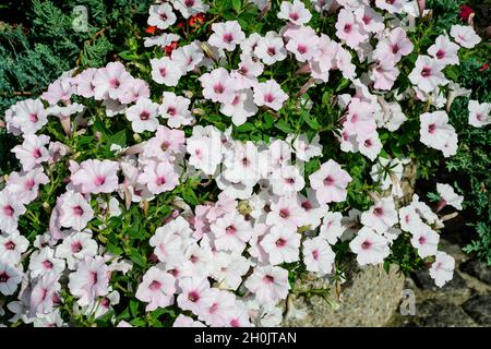 Large group of vivid purple and white Petunia axillaris flowers and green leaves in a garden pot in a sunny summer day Stock Photo