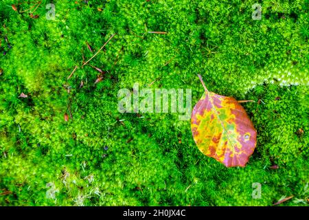 red beech (Nothofagus fusca), beech leaf on moospad at the floor of a beech forest, Germany, Mecklenburg-Western Pomerania, Muritz Nationalpark Stock Photo