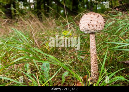 parasol (Macrolepiota procera, Lepiotia procera), young single fruiting body on forest floor , Germany, Mecklenburg-Western Pomerania, Muritz Stock Photo