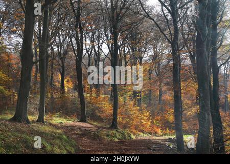 beech forest in autumn in backlight, Germany, North Rhine-Westphalia, NSG Lampertstal , Alendorf Stock Photo