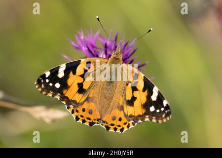 Painted lady (Cynthia cardui, Vanessa cardui, Pyrameis cardui), on knapweed flower, Germany, Bavaria Stock Photo