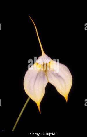 masdevallia (Masdevallia spec.), whitish masdevallia-orchid with yellow markings against black background Stock Photo