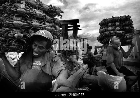 Documentary project, 'The Gulf of the Oblivion' 2005-2007..A documentary project about the poor population that live in the islands of the Gulf of Guayaquil. Men unloading stacks of crab from boats. Ecuador. Stock Photo