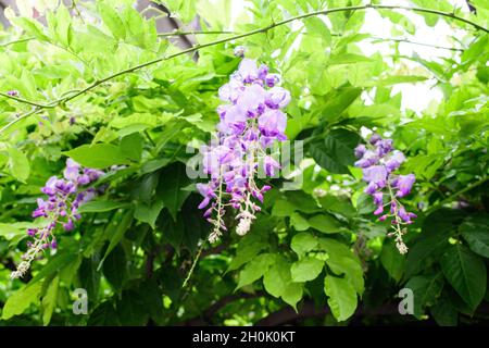 Close up of light pink Wisteria flowers and large green leaves towards cloudy sky in a garden in a sunny spring day, beautiful outdoor floral backgrou Stock Photo