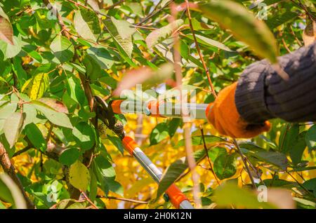 Seasonal pruning trees with pruning shears. Gardener pruning fruit trees with pruning shears. Taking care of garden. Cutting tree branch. Stock Photo
