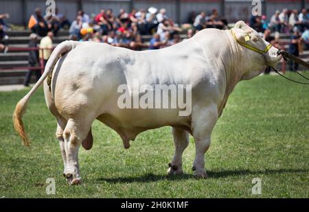 Bulls exhibitions on green grass in front of audience in spring Stock Photo