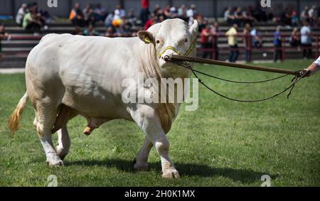 Bulls exhibitions on green grass in front of audience in spring Stock Photo