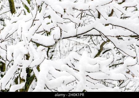 Trees under snow. Winter view on fallen trees under snow. Dangerous trees under heavy snow. Snow storm on city street Stock Photo