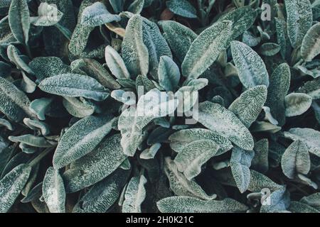 Lambs Ears, Turkish lambs ear, Stachys byzantine, woolly hedgenettle close up. Garden background with fluffy gray green leaves of an ornamental Stock Photo