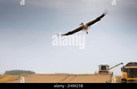 White stork flying above wheat field during harvest with combine harvesters in background Stock Photo