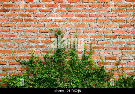 Weathered Cement Brick Wall with Growing Green Shrub Stock Photo