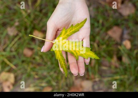 Female hand holding yellow green maple leaf on green background Stock Photo