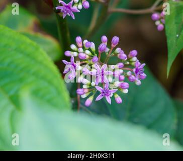 close up of purple flower Dichroa versicolor an evergreen hydrangea Stock Photo