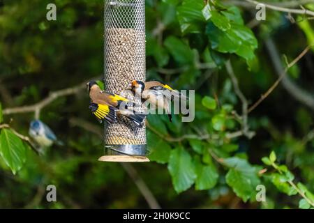 Two European goldfinches (Carduelis carduelis) squabbling on a sunflower hearts birdfeeder in a garden in Surrey, south-east England Stock Photo