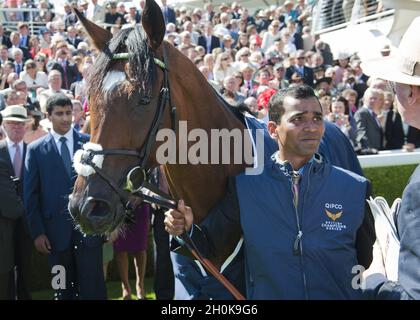 Frankel after winning The Qipco Sussex Stakes at Glorious Goodwood Festival. Goodwood Racecourse, Chichester. Stock Photo