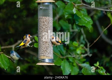 Two European goldfinches (Carduelis carduelis) squabbling on a sunflower hearts birdfeeder in a garden in Surrey, south-east England Stock Photo