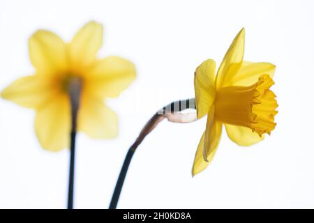 beautiful composition with narcissus on white background Stock Photo