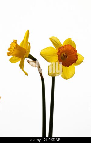 beautiful composition with narcissus on white background Stock Photo