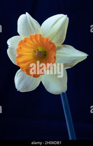 beautiful yellow and orange narcissus, alone on a black background Stock Photo
