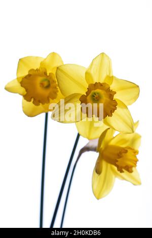 beautiful composition with narcissus on white background Stock Photo