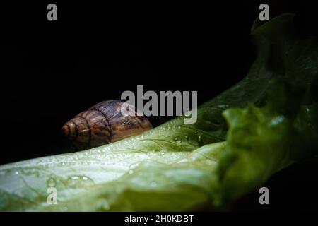 Akhatina Snail Crawls on a Green Lettuce Leaf. Stock Photo