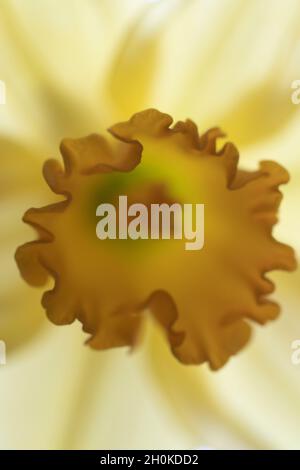 artistic close-up of narcissus to make its textures Stock Photo