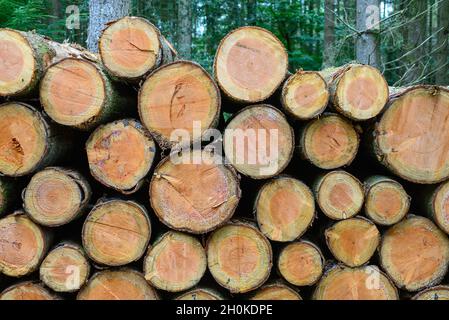 Stacked cut down trees after logging operations in The New Forest, Hampshire, UK Stock Photo