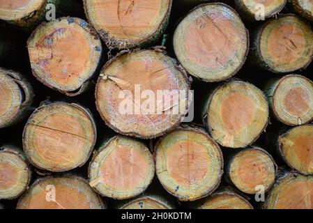Stacked cut down trees Stock Photo