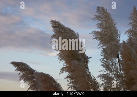 Long silver-white plumes of pampas grass seen against the background of the sky. Stock Photo