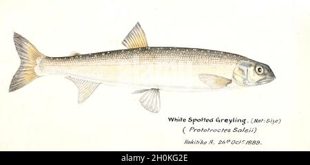 Frank Edward Clarke vintage fish illustration - White Spotted Greyling - Prototroctes saleii - Prototroctes oxyrhynchus - which is now extinct Stock Photo