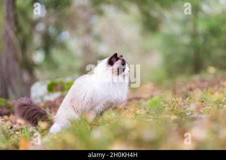 A pretty purebred Ragdoll cat brown bicolor out in the forest. The cat is seen in profile view, and she is looking out in the woodland. Stock Photo