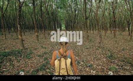 The traveler walks between trees plantation agriculture of asia for natural latex extraction milk in traditional. Stock Photo