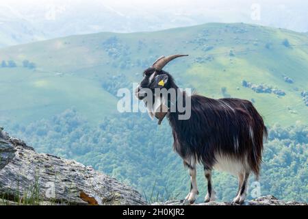 Pyrenean goat standing on rock in French Basque country hillside pastures overlooking hazy summer valleys Stock Photo