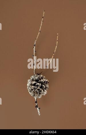 Larch cone isolated  on a brown background Stock Photo