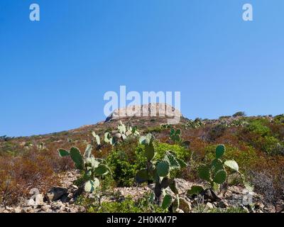 Hiking through the Desert des Agriates on a beautiful sunny day. Red rock and cactus. Corsica, France. Stock Photo