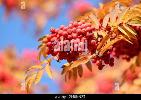 Rowan berries growing on a tree branches with yellow leaves on blue sky background. Autumn nature, medicinal berries of mountain-ash Stock Photo