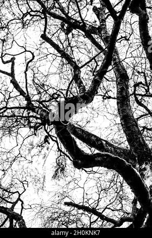 Grayscale shot of leafless tree in the garden Stock Photo