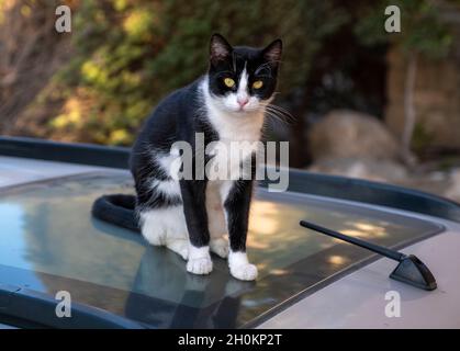 Stray cat resting on a car roof, Paphos, Cyprus Stock Photo