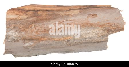 Piece of trunk isolated on white background Stock Photo