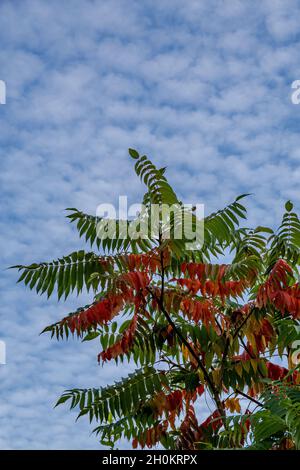 Branch of a vinegar tree (Rhus typhina) in autumn with red and green leaves against a blue sky with lots of small white clouds Stock Photo