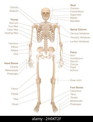 Human skeleton chart. Labeled skeletal system with named bones, skull, spinal column, pelvic, thorax, ribs, sternum, hand and foot bones, clavicle. Stock Photo