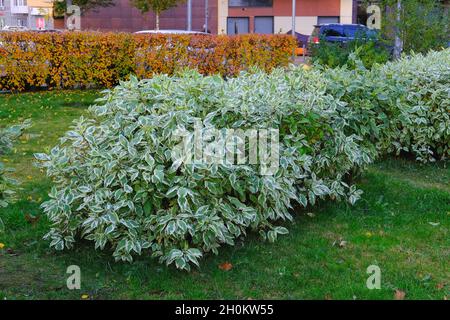 Ornamental bicolor shrub Cornus Alba with variegated white green leaves. Decorative trimmed Ivory Halo Dogwoods bushes  Stock Photo